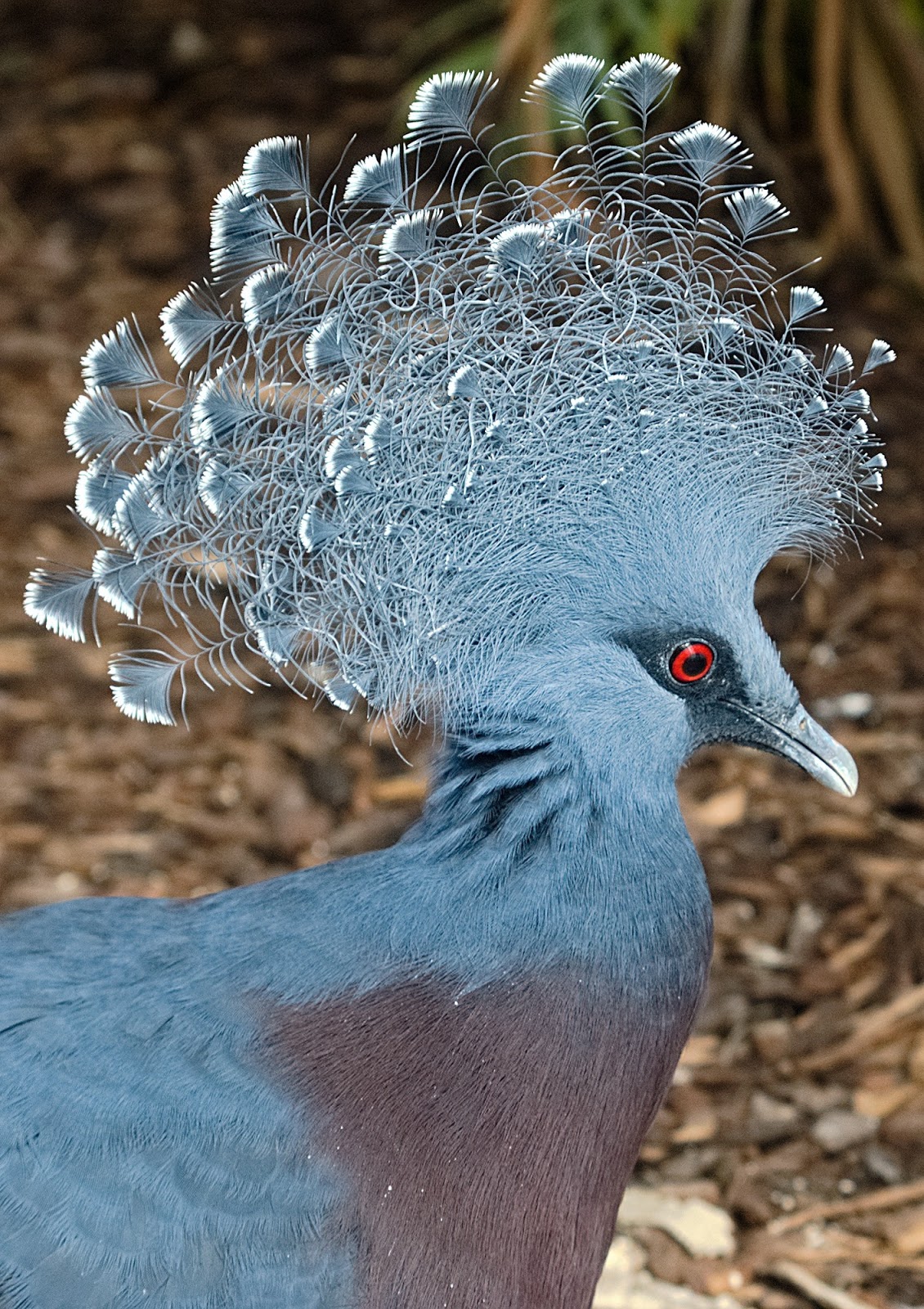 Crested pigeon fancy hair style,