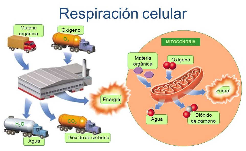 CIENCIA EN LA WEB Respiración celular oxigeno dióxido de carbono