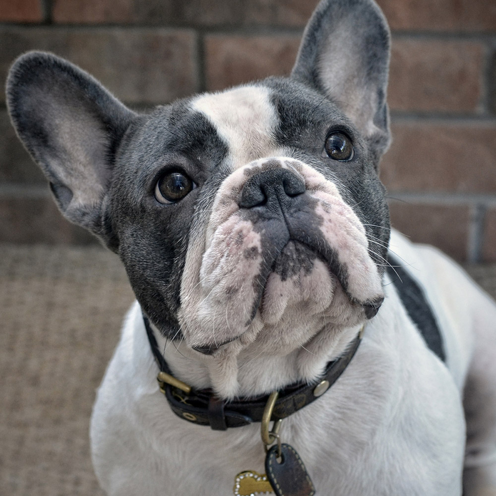 Terrierman's Daily Dose: French Bulldogs Overtake Labradors in the UK