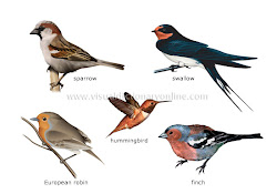birds examples animal bird english kingdom dictionary garden different flying robin which ikonet imagenes ציפורים