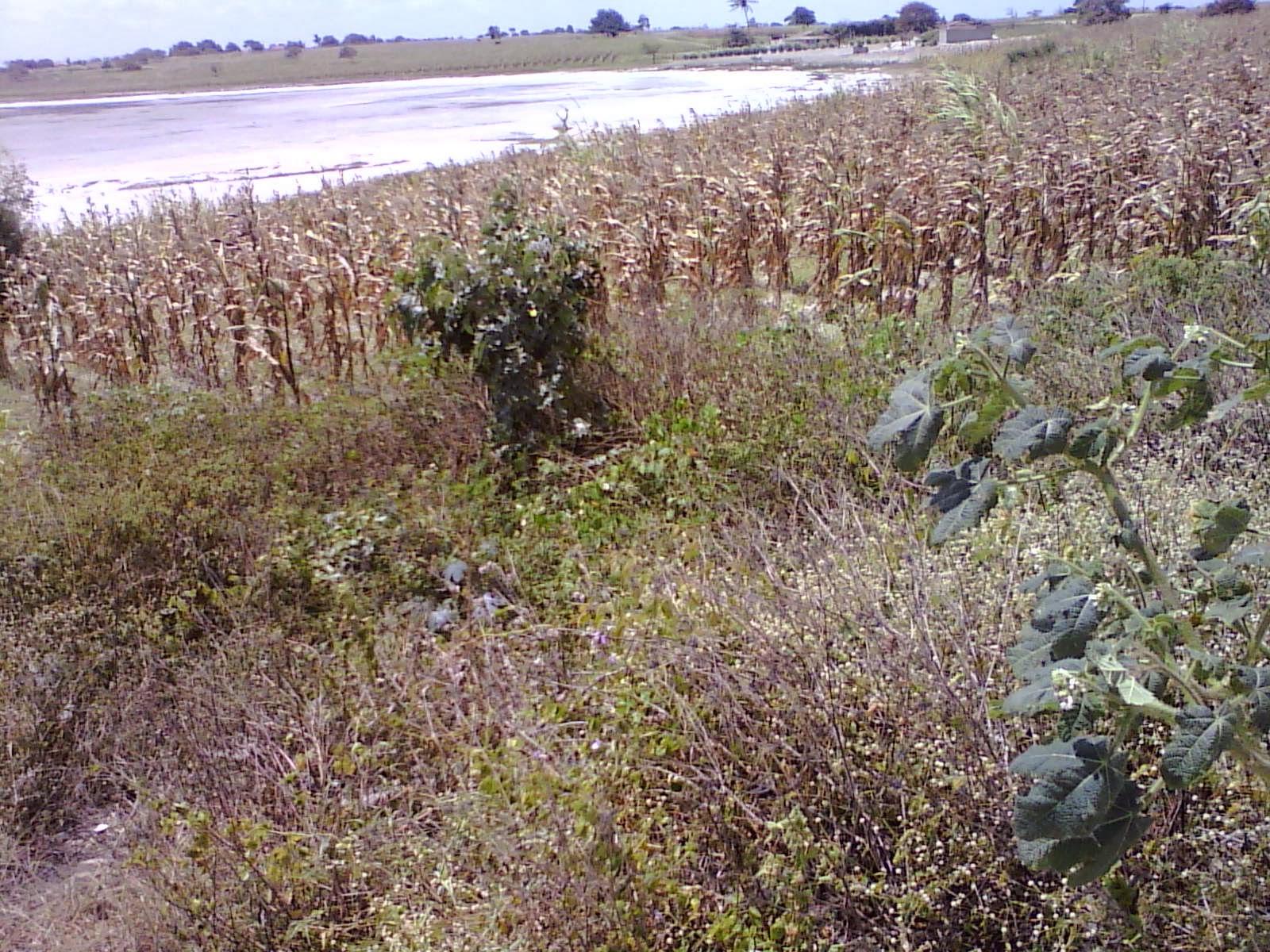 Cidades História e Cotidiano A LAGOA SALGADA DE MONTADAS