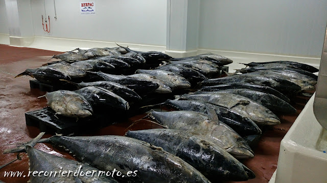 atunes de aleta amarilla o atún claro (Thunnus albacares) congelados