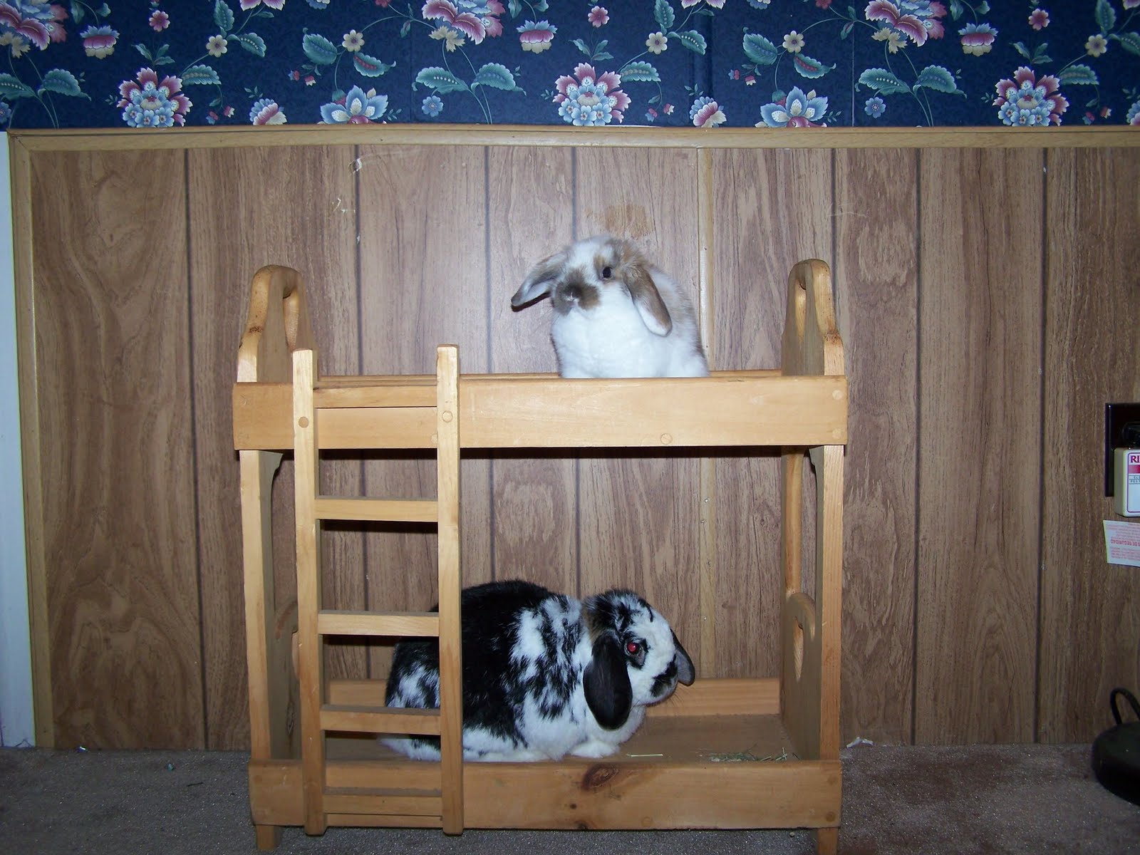 Rabbit Slippers The Bunny Bunk Bed