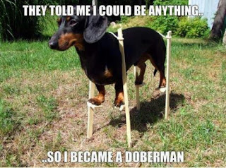 Dog Memes Dog Memes