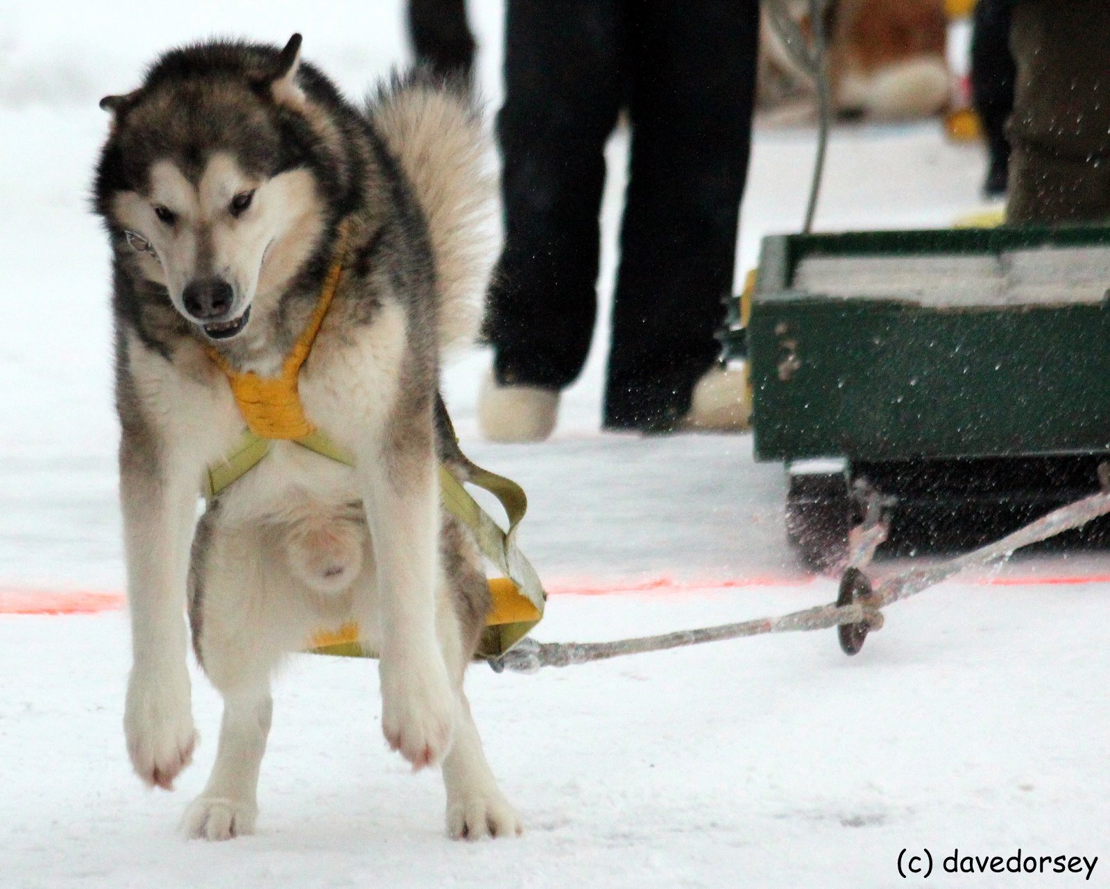 2012 World Championship Dog Weight Pull