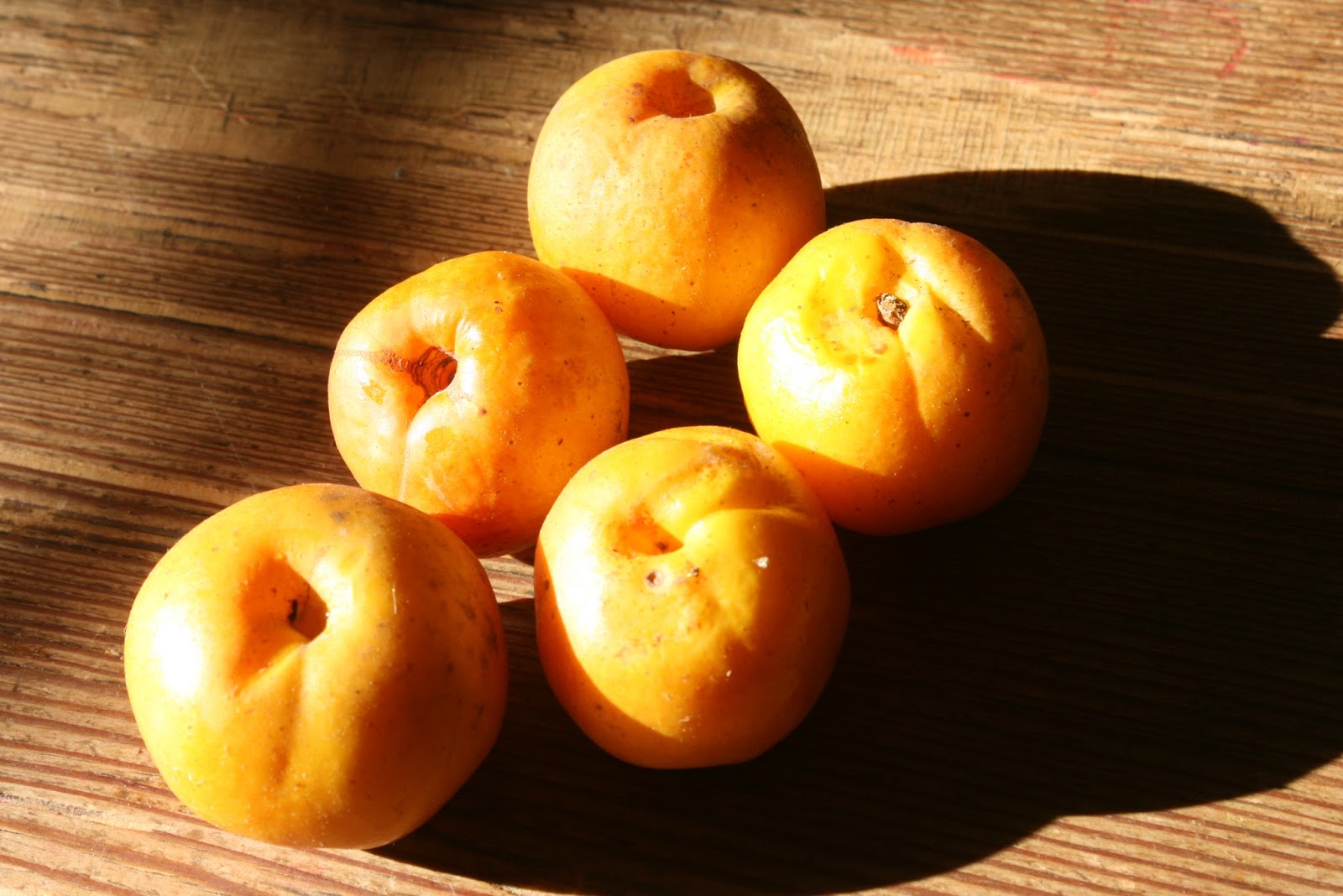 Balkan Ecology Project The Quincessential Guide to Growing and Using