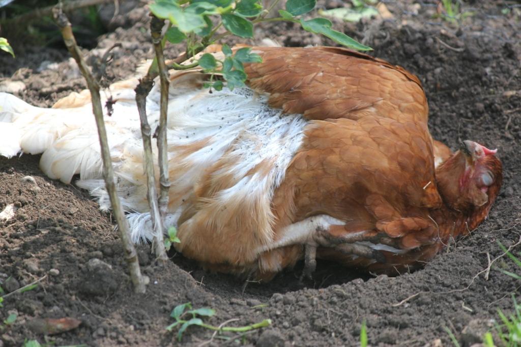 Animals and kids A mud bath for chickens