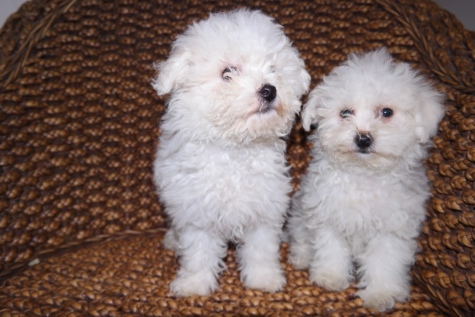 Alice Puppy Dogs Satılık Bichon Frise Yavruları