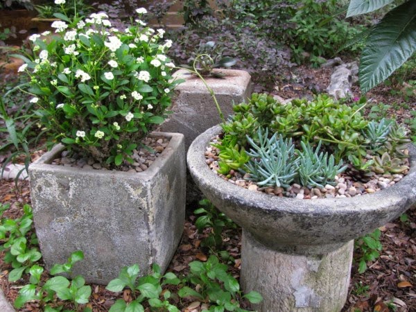 Tips for the home garden during September