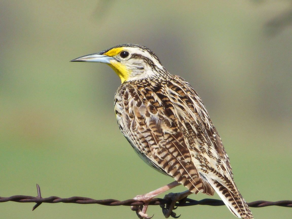 Geotripper's California Birds One of the Prettiest of Songs A Western