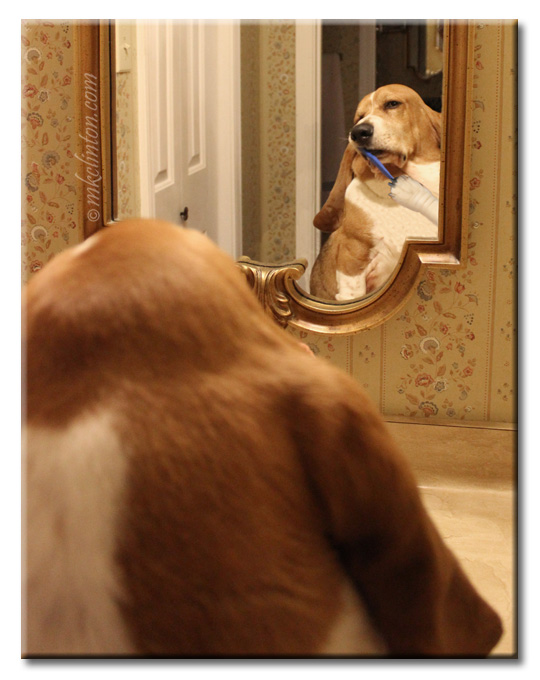 Bentley Basset Hound brushing his teeth in a mirror