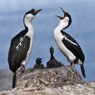 Cormoranes Imperiales