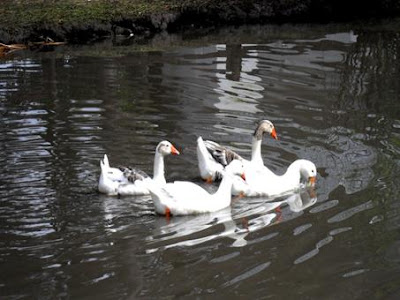 El Magazin de Merlo: Alimentos sin pesticidas, fertilizantes ni aditivos