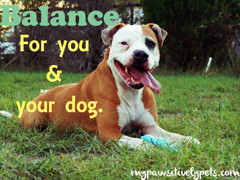 Tips to Bring Balance to You and Your Dog's Life Pawsitively Pets