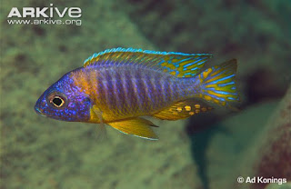 Ikan Aulonocara Rubescens