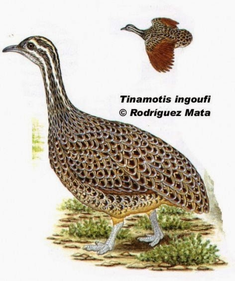 Patagonian Tinamou
