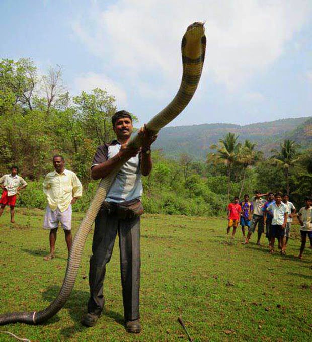 Gambar Foto Hewan: foto ular cobra terbesar didunia