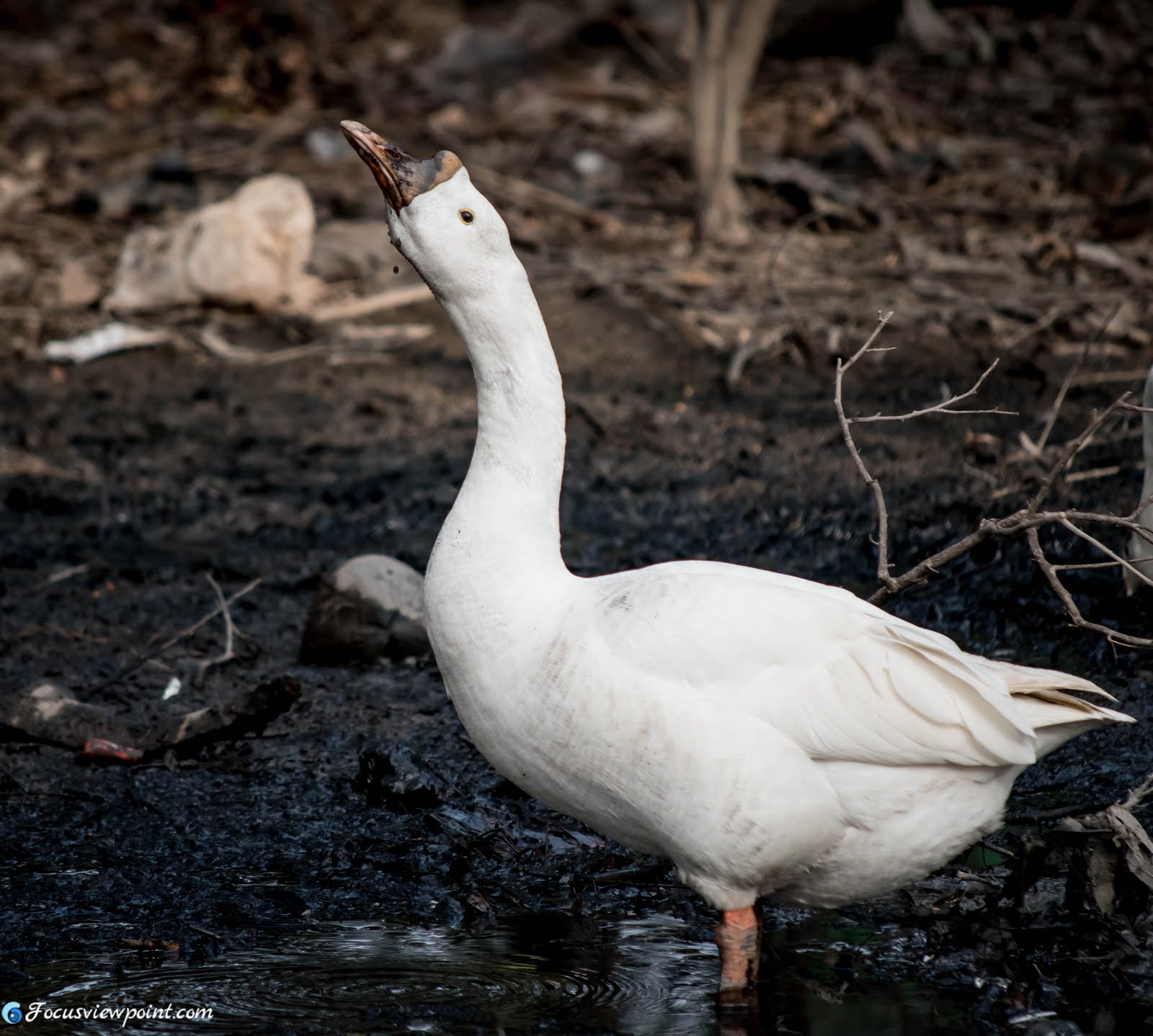 Duck enjoying in the muddy puddle!!! Focus Viewpoint