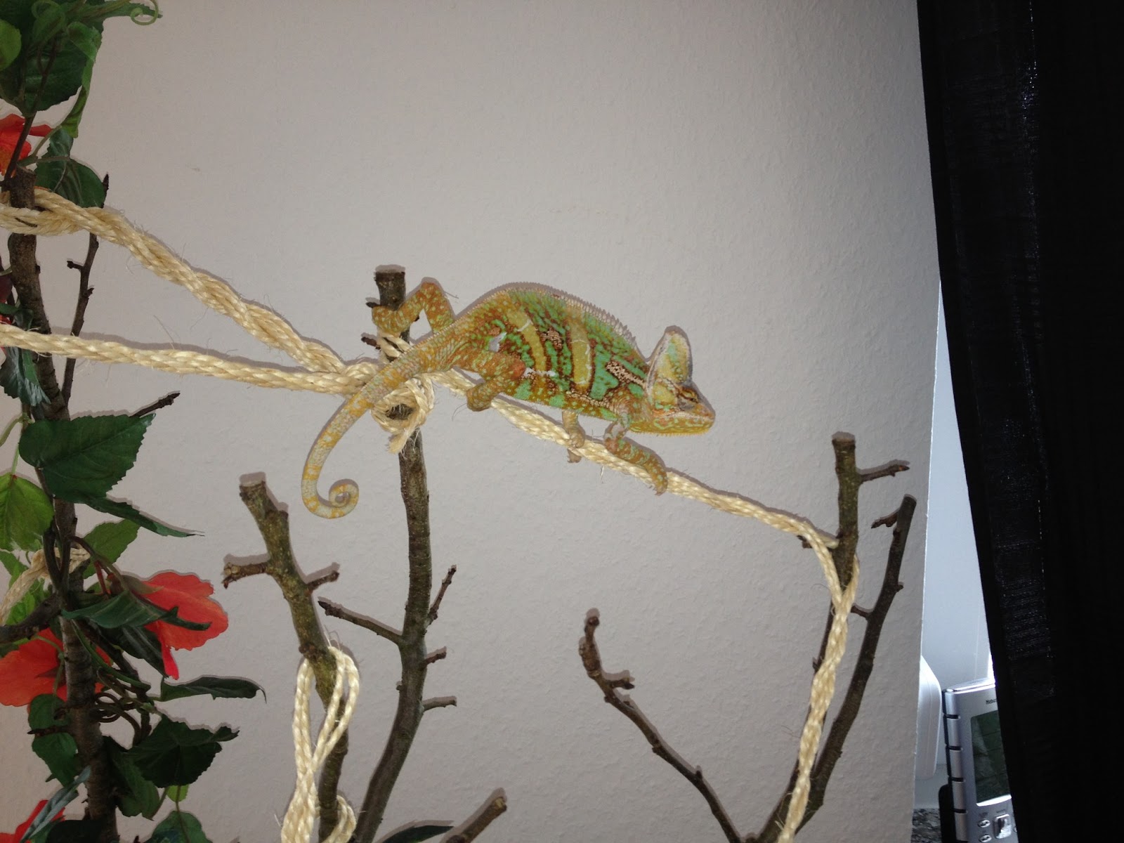 Terrarienwelt Bartagame Chamäleon und Co.: Mai 2013