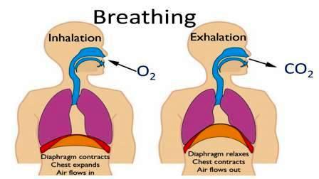 breathing respiration difference between air fresh process oxygen differences intake foul removal