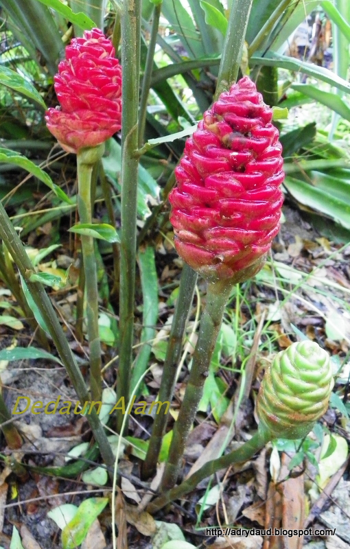 Dedaun Alam: Bunga Lempoyang