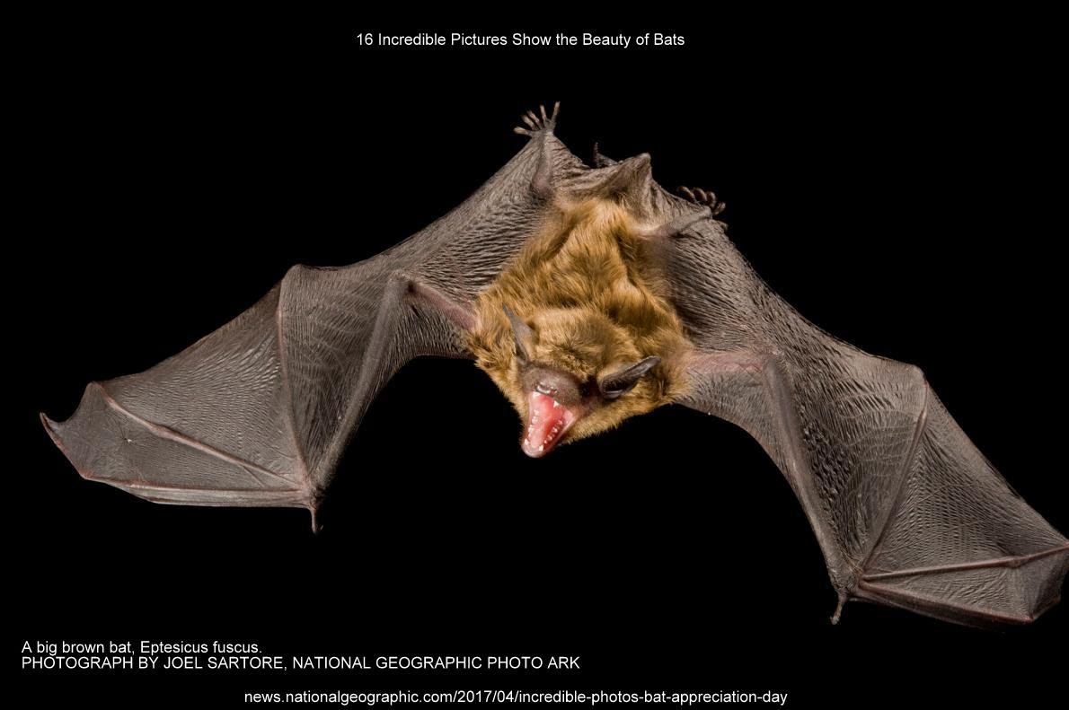 16 Incredible Pictures Show the Beauty of Bats