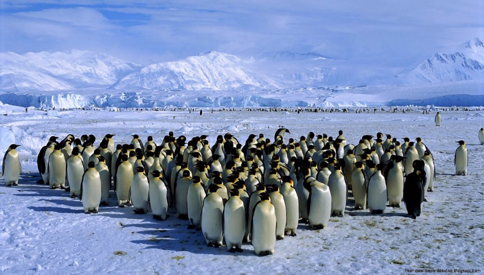 Emperor Penguin Colony