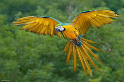 yellow flying parrot colour bird macaw
