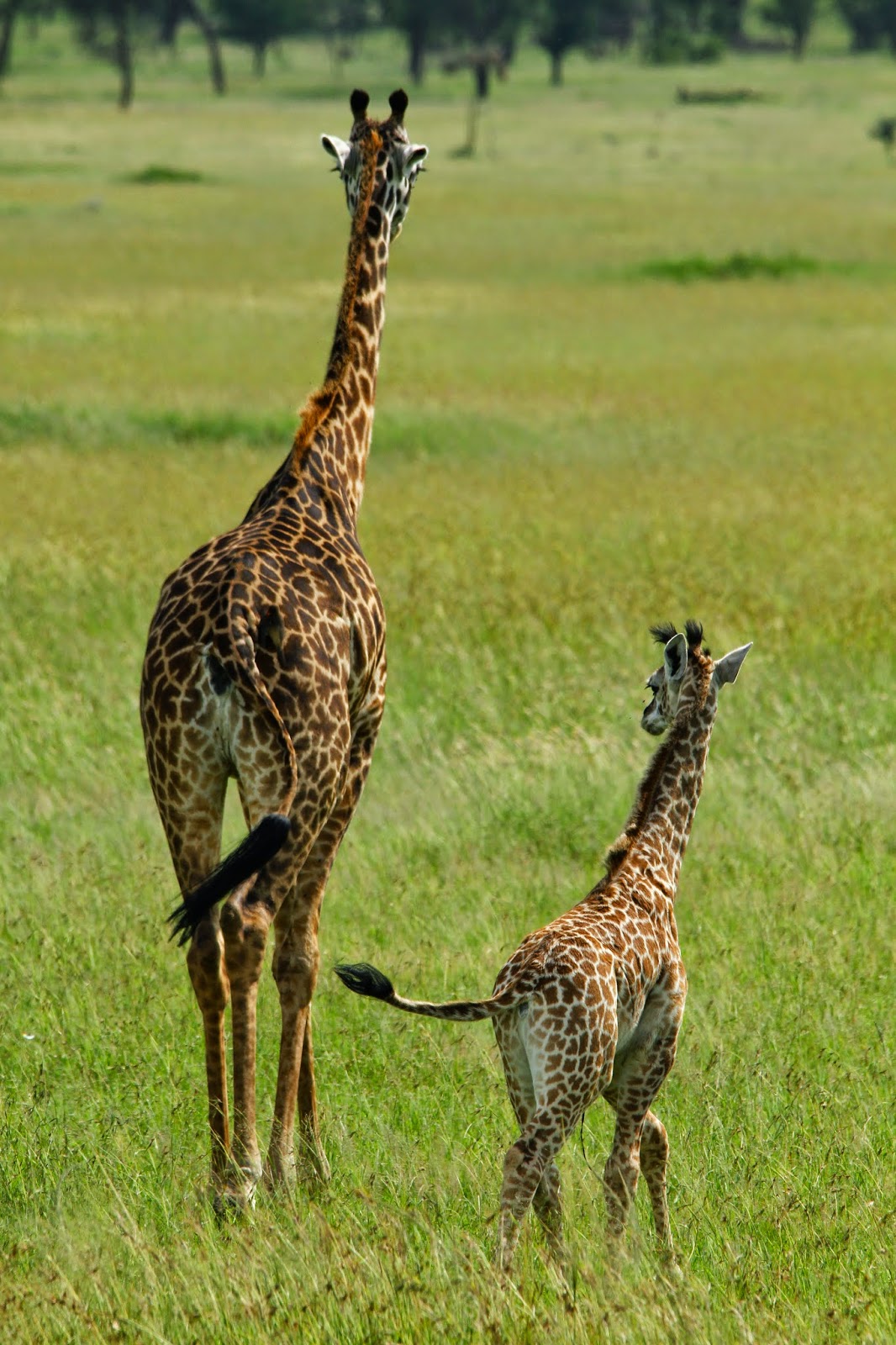 Ver GIRAFAS NO SERENGETI e testemunhar as maravilhas estes animais encantadores | Tanzânia