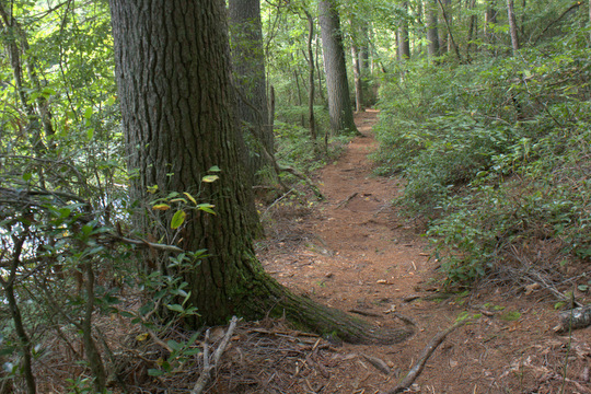 Trail around Byrd Lake and Cumberland Mountain State Park