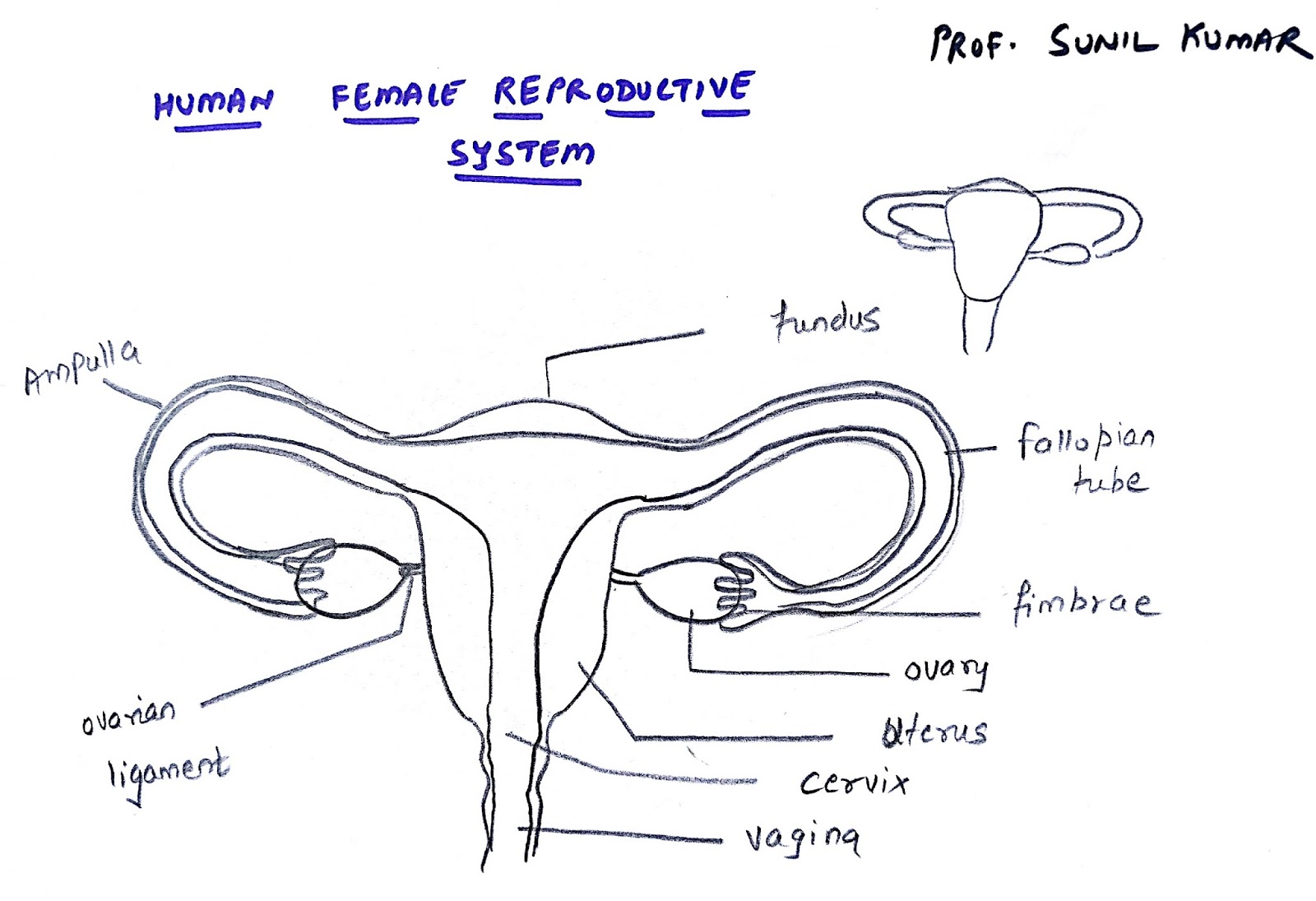 Female Reproductive System Sketch | All in one Photos