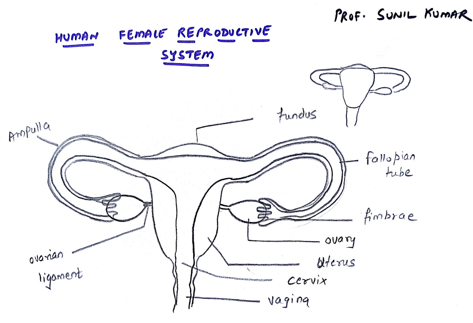 Female Reproductive System Drawing Image Female Reproductive System