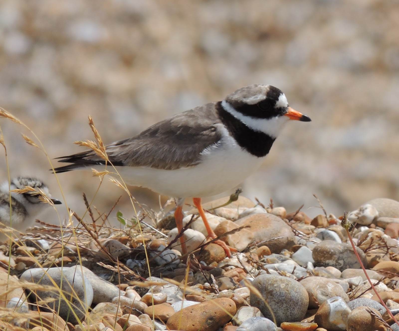 Plovers Blog: Ringed Plovers