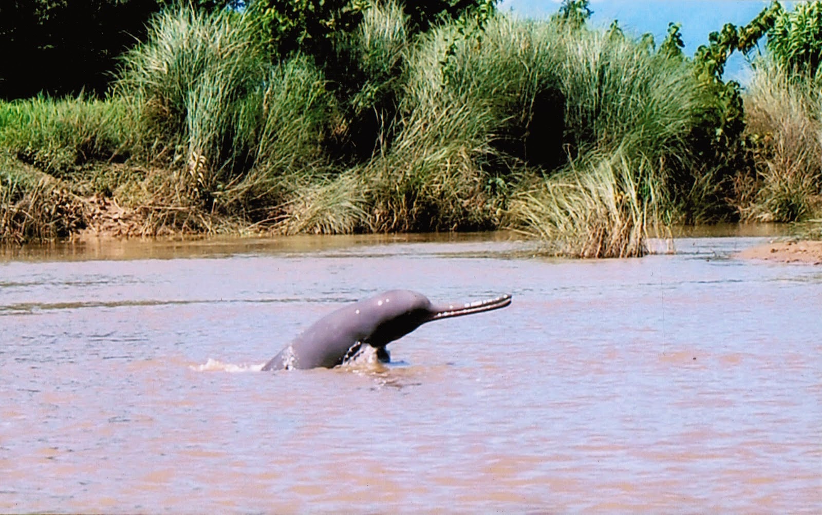 Ganges river Dolphin