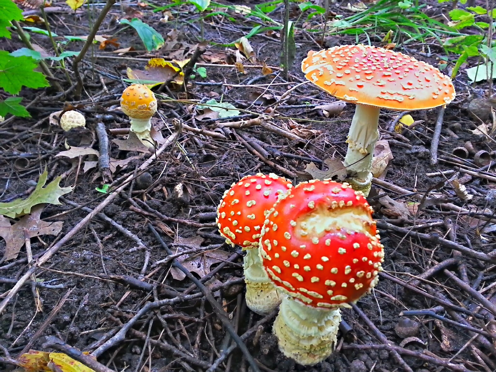 Midwest_Jerry Beautiful Amanita Mushroom