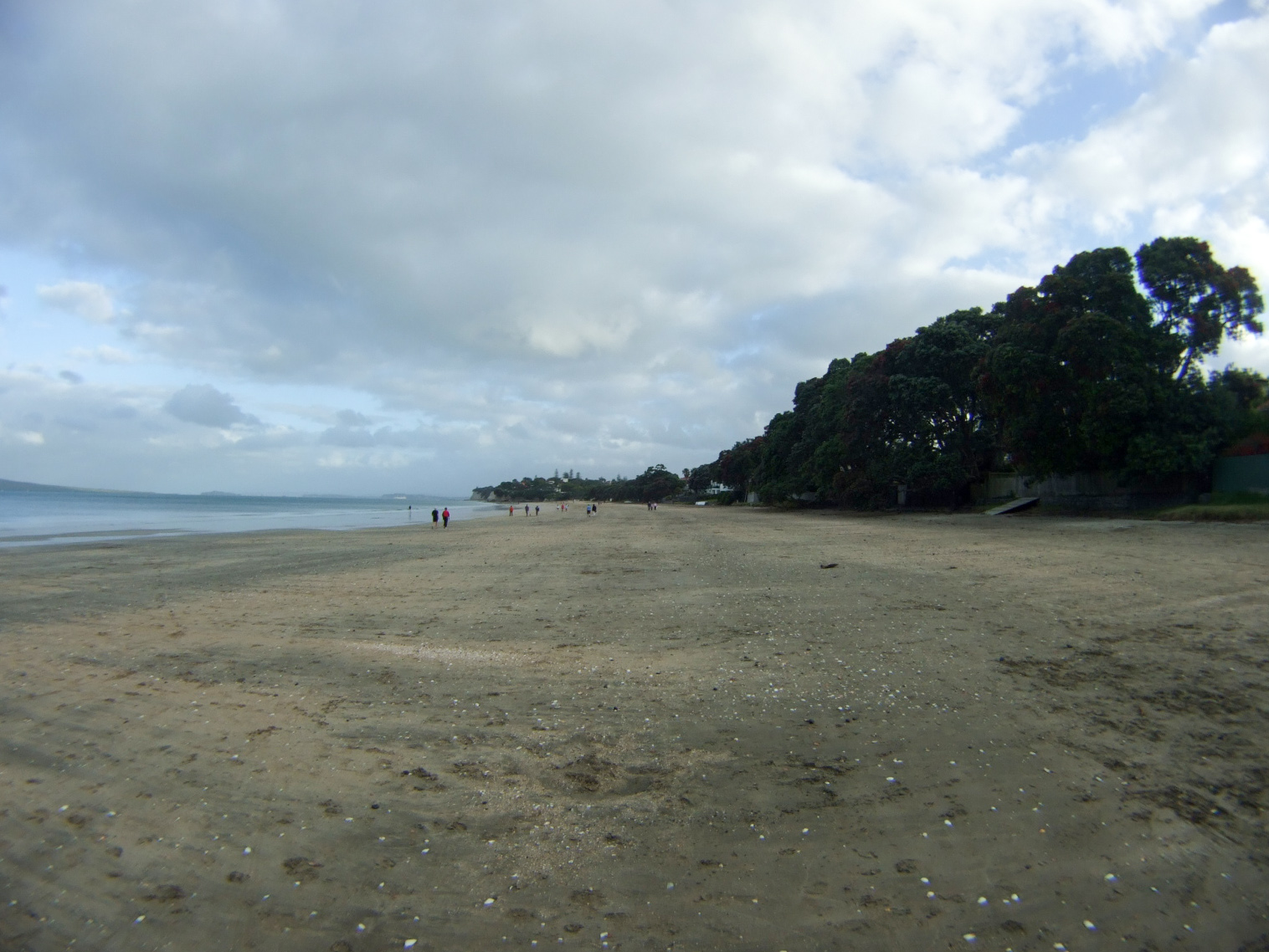 砂浜,森林,NZ〈著作権フリー無料画像〉Free Stock Photos
