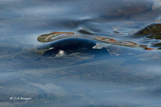 Alca común, Alca torda, Razorbill