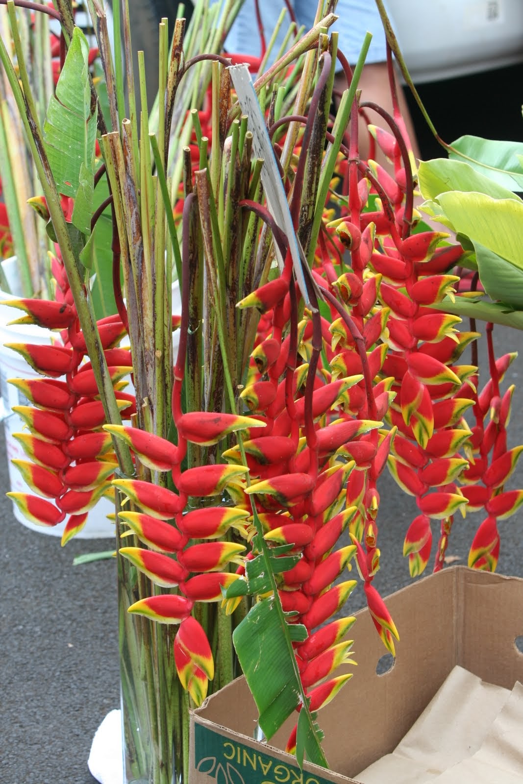 PlantWerkz Heliconia Rostrata Lobster Claw