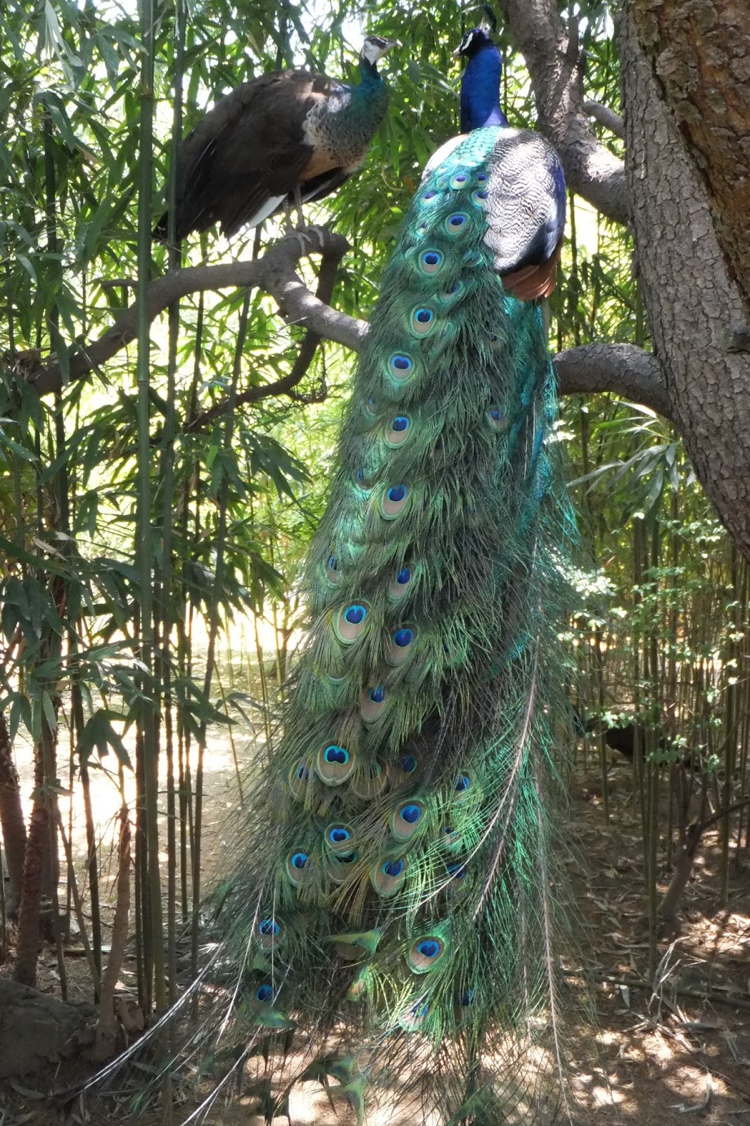 I301 ※希少品！ 孔雀（くじゃく）の剥製