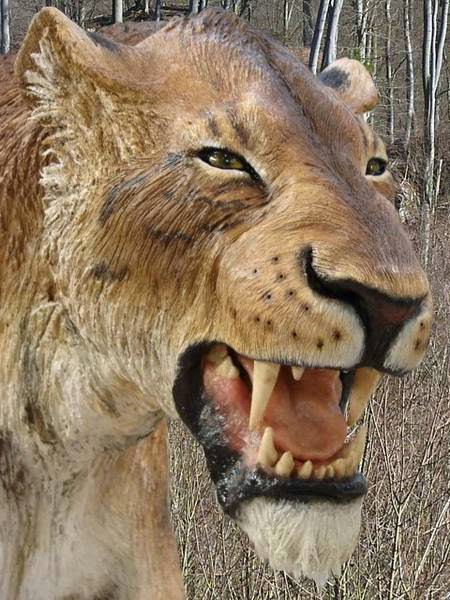 Humans and saber-toothed tiger met in Germany 300,000 years ago Humans and saber-toothed tiger met in Germany 300,000 years ago