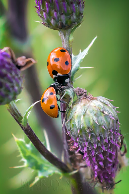 A couple of ladybirds on a thistle in this macro shot at Ouse Fen Nature Reserve