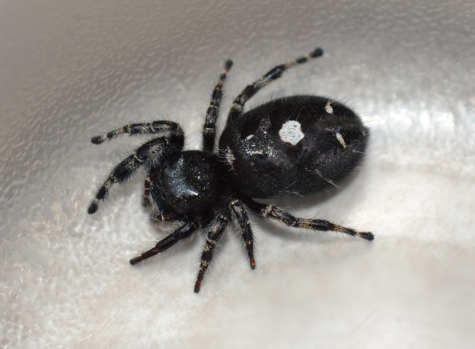 Black Spider With White Spots Www galleryhip The Hippest Pics Black Spider With White Spots Www galleryhip The Hippest Pics