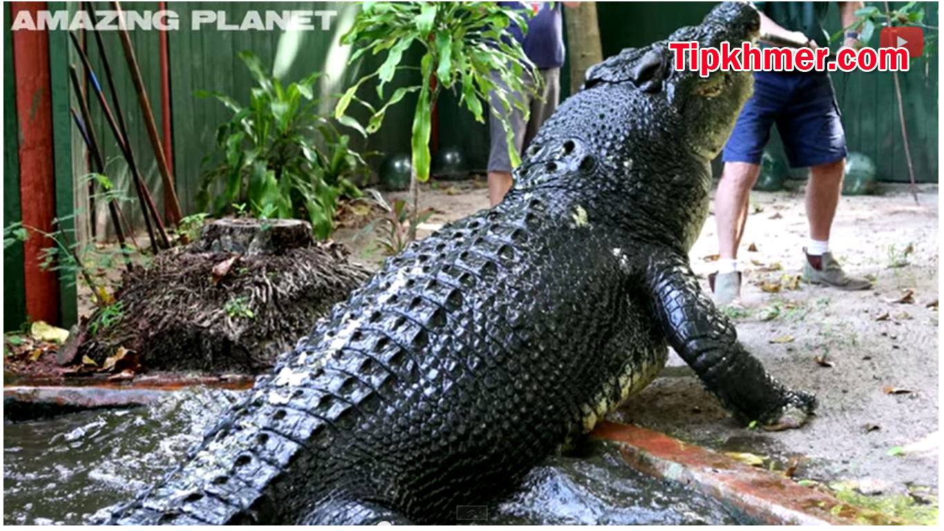 tipkhmer1 Top 5 of the WORLD'S BIGGEST CROCODILES ever caught on film!