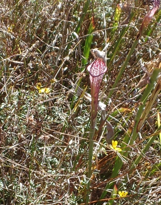 Blue Starr Gallery Pitcher Plants at Weeks Bay Estuary