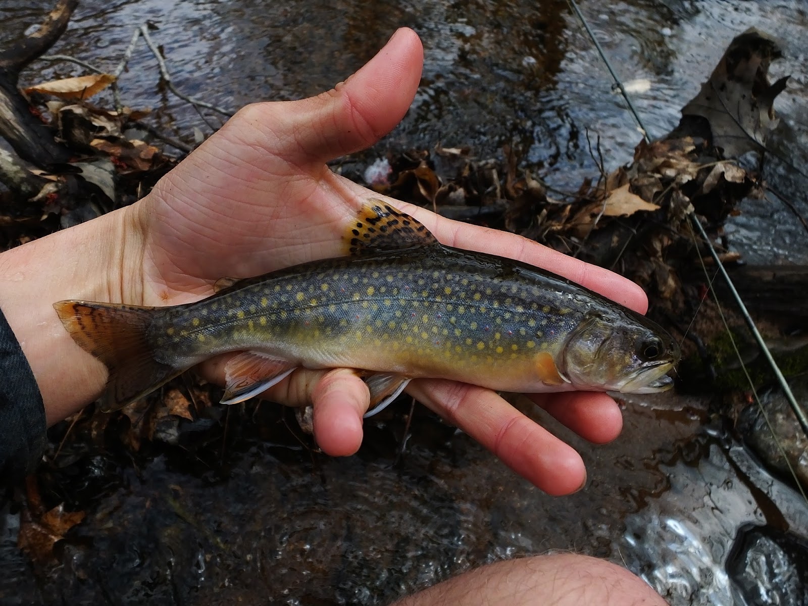 Connecticut Fly Angler Suburban Brook Trout
