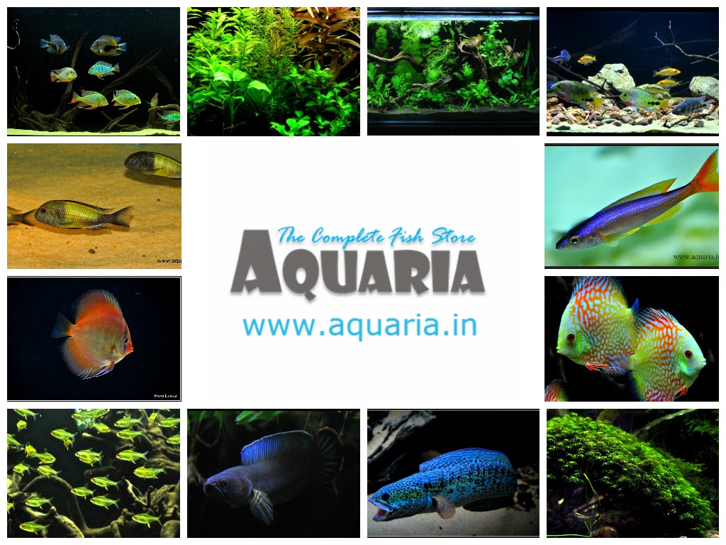 Aquarium Chennai