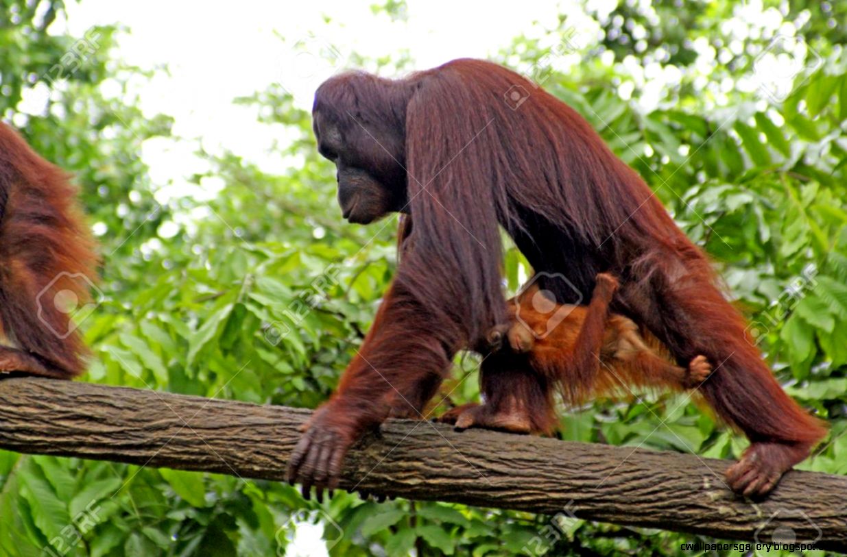 safari animals safari animals