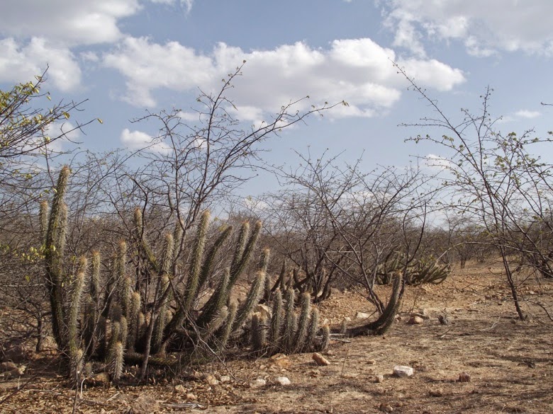 Caatinga Qual é A Temperatura Media Anual Do Clima Predominante