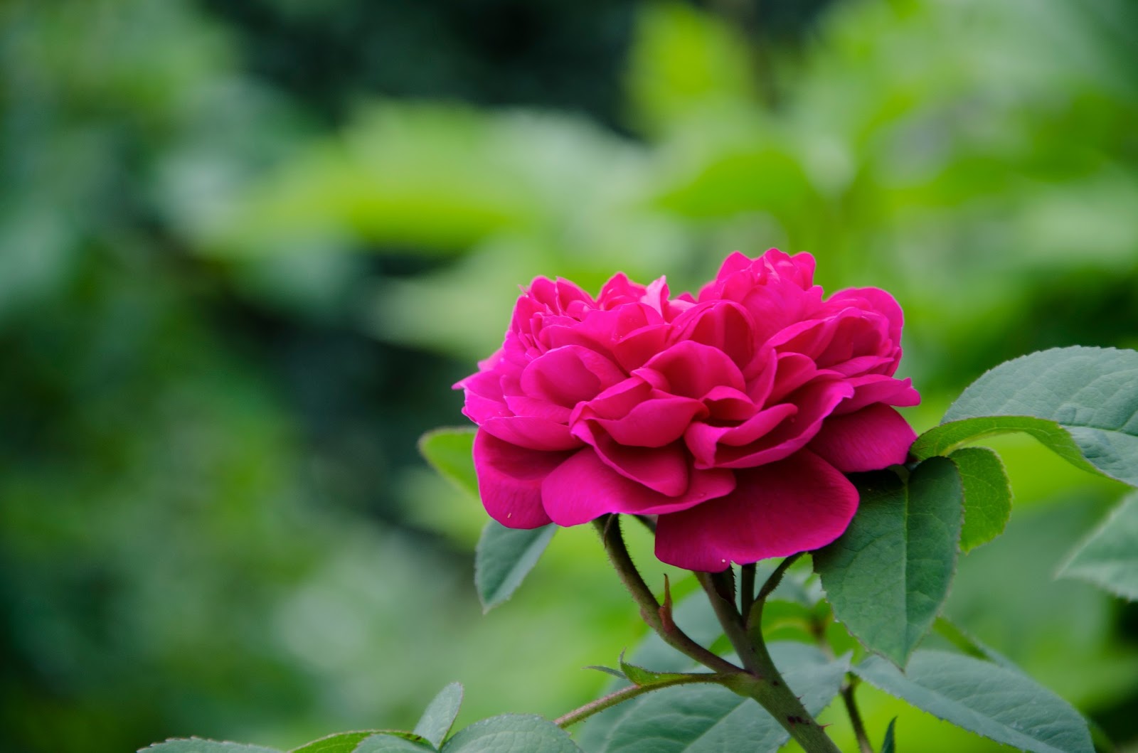 I never promised you a rose garden - Mina rosor : Rose de Rescht