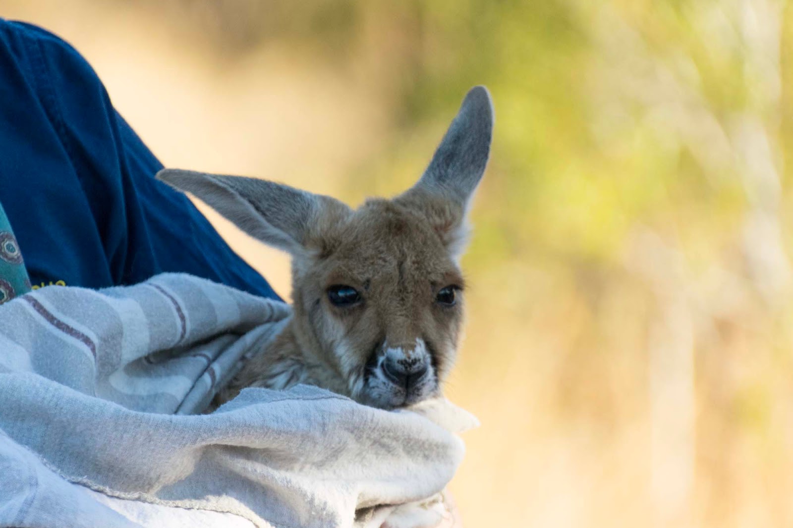 baby joey at the kangaroo sanctuary 